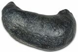 Fossil Whale Ear Bone - South Carolina #375280-1